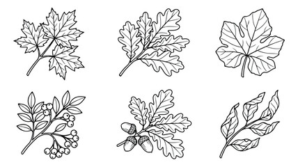 Vintage botanical line art leaves, hand drawn autumn foliage collection with oak and maple, 6 black and white vector forest plant illustrations © Muhammad Sajjad