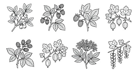 Vintage botanical berry illustrations, hand drawn garden fruit sketches, set of 8 black and white vector line art icons for organic food packaging © Muhammad Sajjad