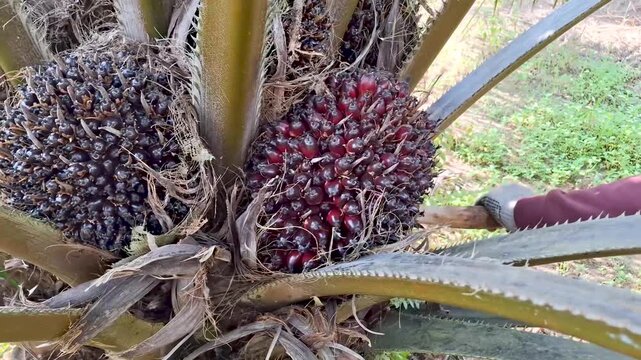 Close-up view of a sharp harvesting chisel tool positioned next to a ripe oil palm fruit bunch ready to be harvested on a palm tree frond.