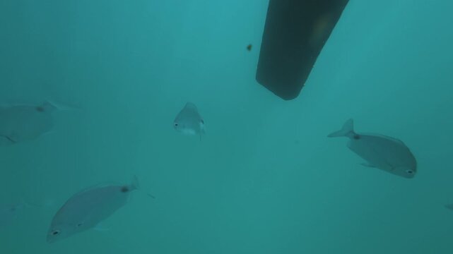 Fish swim near the anchored sailing boat, underwater view