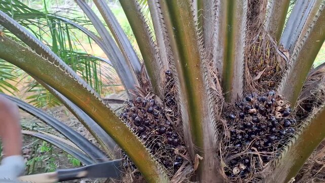 Detailed view of multiple ripe black and red oil palm fruit bunches tightly packed between green fronds on a palm tree trunk, with a worker harvesting in the background.