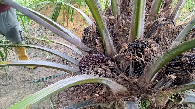 Ground-level shot of a low-growing oil palm tree displaying multiple mature dark fruit bunches with a farmer wearing rubber boots standing nearby.