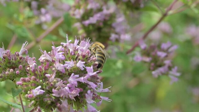 Closeup of honey bee (Apis mellifera) on oregano flowers (Origanum vulgare)