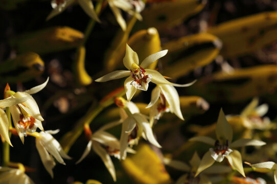 Coelogyne lentiginosa Lindl. (Orchidaceae) from the limestone mountains of Doi Hua Mod, Umphang District, Tak Province.