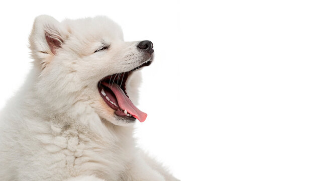 Close up head portrait yawning white furry samoyed dog isolated on transparent background