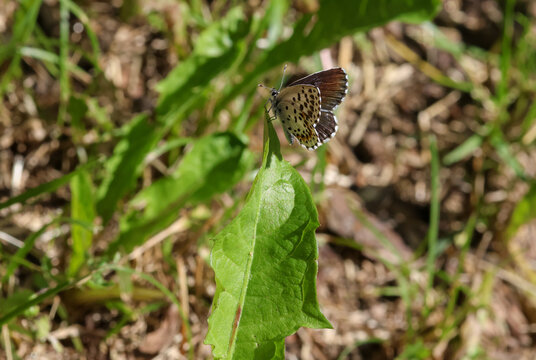Scolitantides orion the chequered blue blue butterfly sitting in the grass