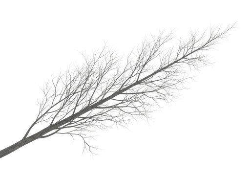 Detailed bare tree branch isolated on transparent background