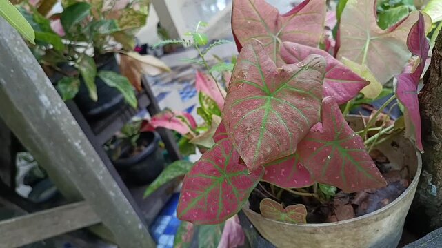 Close Up Pink Caladium Leaf In Tropical Garden