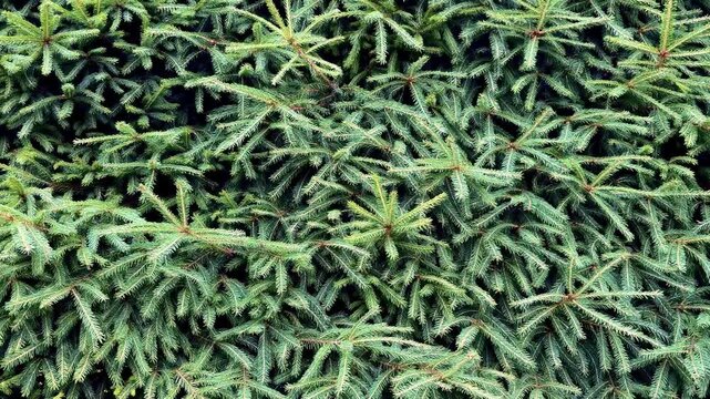 Green Spruce Branches Minimal Christmas Loop Background