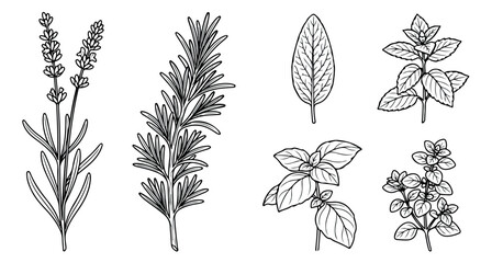 Vintage botanical herb sketches, hand drawn culinary herbs set of 6 vector illustrations, lavender rosemary sage basil oregano and thyme line art © Muhammad Sajjad
