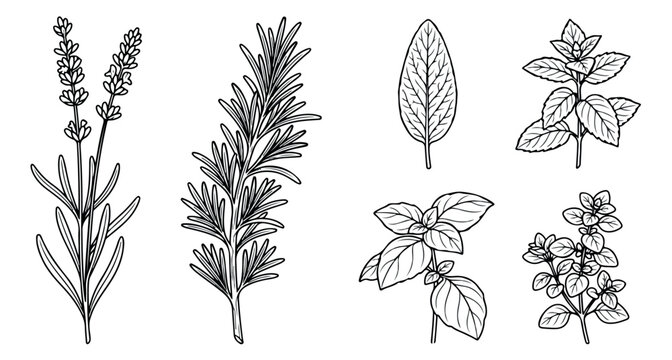 Vintage botanical herb sketches, hand drawn culinary herbs set of 6 vector illustrations, lavender rosemary sage basil oregano and thyme line art