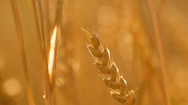 A close-up of a ripe wheat ear swaying in a light breeze, illuminated by warm backlit sunset light in a wheat field.