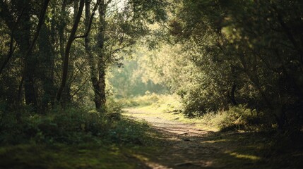 Obraz premium Walking path through a forest during early morning light in a peaceful countryside location