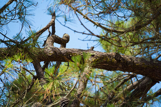 Branche de pin en forme de singe &ndash; Illusion d'optique naturelle dans la for&ecirc;t