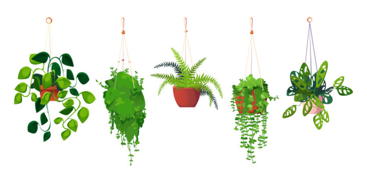 Cartoon set of hanging plants in decorative pots isolated on white background. Vector illustration of domestic flowers with lush green leaves and vines, indoor garden elements, modern interior design