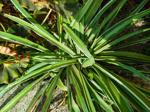 *Chlorophytum comosum* is an ornamental plant that is easy to care for.