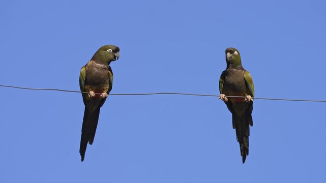 Two barranquero parrots (Cyanoliseus patagonus) rest on a thin wire against a clear blue sky, occasionally looking at each other and adjusting their grip.