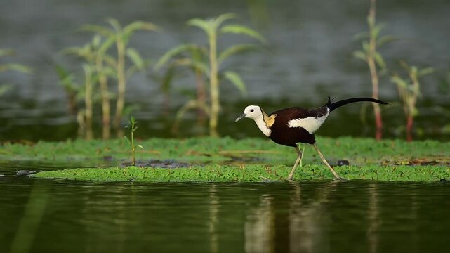Long, thin grey legs are partially visible, splayed wide to distribute weight across the floating leaves.