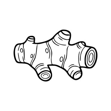 rhizome icon vector