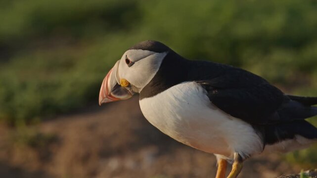 Skomer Island Puffins in UK Birds Shot, Atlantic Puffins on Skomer Island in Wales