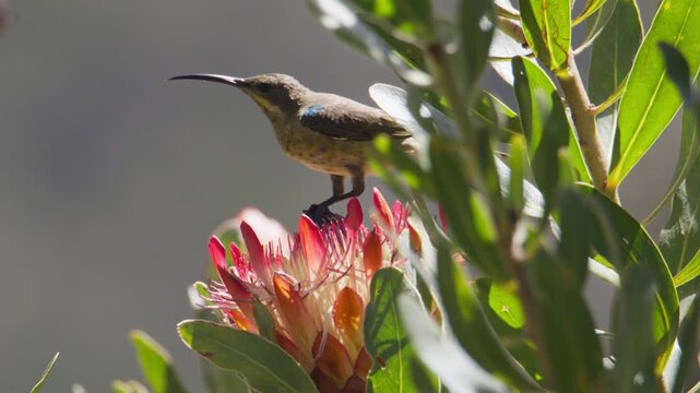 Malachite Sunbird sucking up nectar from protea flower in fynbos biome, closeup