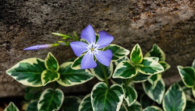 Variegated periwinkle flower with purple petals and green and white leaves against a stone wall background
