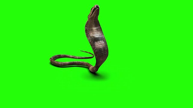 High-quality 3D illustration of an aggressive brown cobra snake raising its head with open fangs, isolated on a green screen background for easy keying and VFX compositing.