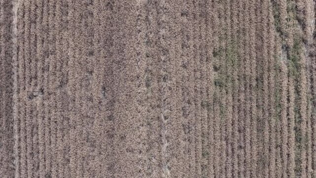 An aerial perspective showcases an expansive agricultural field with neatly arranged parallel crop rows, highlighting organized patterns and earth textures.