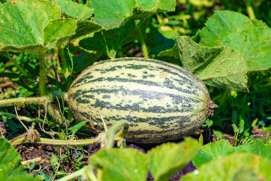 Close up of a melon ovary in a garden bed