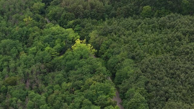 An aerial perspective captures a dense expanse of lush green forest canopy covering rolling hills, showcasing rich natural woodland textures.