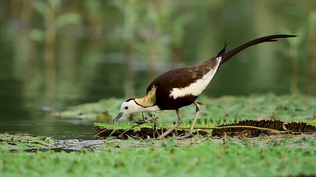 A Pheasant-tailed Jacana carefully crosses floating vegetation, revealing the beauty and specialization of wetland bird life.