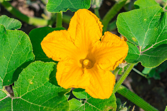 Close up of a pumpkin flower