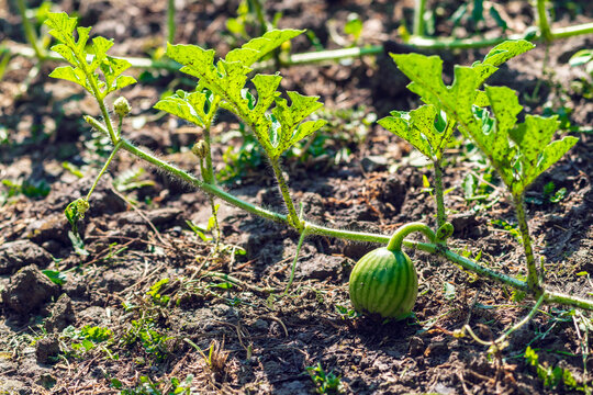 Close-up of a watermelon ovary in a garden bed.