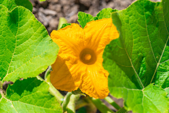 Close up of a pumpkin flower