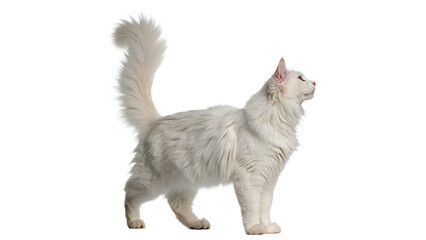 Beautiful fluffy white domestic persian cat standing profile view isolated on transparent background © PNG_MEGAStock