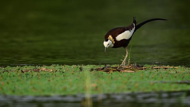 A Pheasant-tailed Jacana gracefully lands on floating lily pads, demonstrating remarkable balance and agility in its natural freshwater wetland habitat.