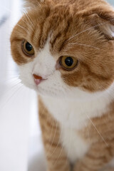 close up portrait of Scottish Fold cat © nerosu