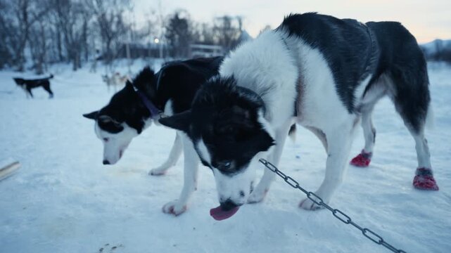 Two harnessed sled dogs standing on snowy trail before Arctic mushing adventure in Norway, playful nudging and smelling