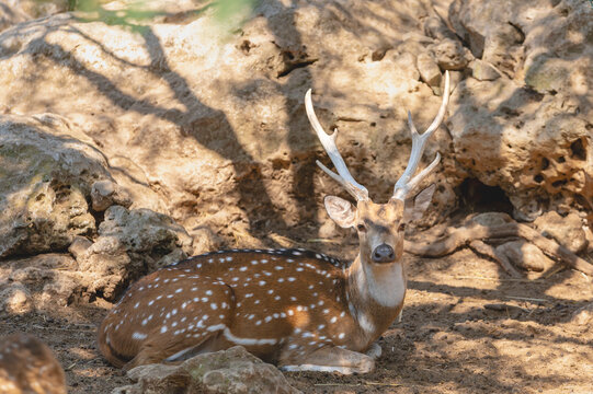 Cerf Axis