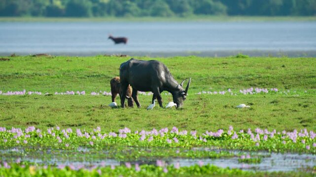 A cinematic shot of a large water buffalo and calf grazing in a vibrant green marshland in India, surrounded by white egrets and purple wildflowers. Authentic wildlife scene.