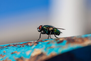 Close-up of metallic green bottle fly resting on rusty blue metal surface, macro insect photography © glebantiy