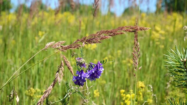 Summer flowers at the edge of the forest.
This combination of herbs occurs in the middle of summer. 

