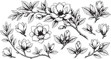 Large collection of hand drawn magnolia flowers and branches in black and white ink style for elegant botanical compositions © sajed