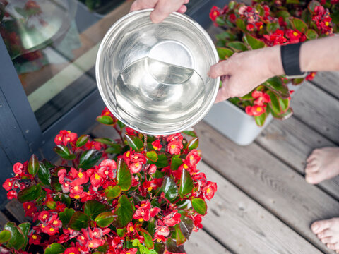 watering red potted plants from a bowl