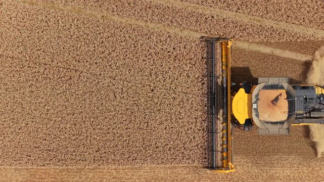 Top-Down Aerial, Combine harvester in a grain fiel