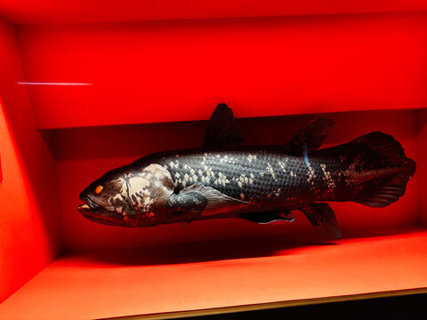 Preserved coelacanth fish specimen on display in a red museum case at a natural history exhibit