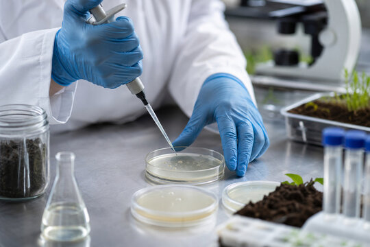 Scientist Inoculating Beneficial Soil Microbes in Agriculture Lab
