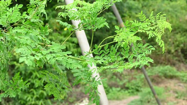 Fresh green Moringa oleifera or Moringa oleifera leaves blowing in the wind, these leaves can be used for herbal medicine