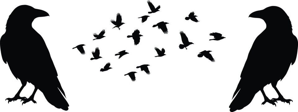 Black silhouette vector illustration of two standing ravens, and flying flock of crows isolated