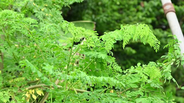 Fresh green Moringa oleifera or Moringa oleifera leaves blowing in the wind, these leaves can be used for herbal medicine